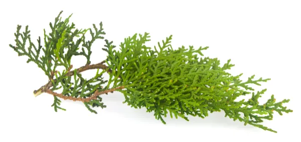 Green branch of thuja isolated on white background close-up.