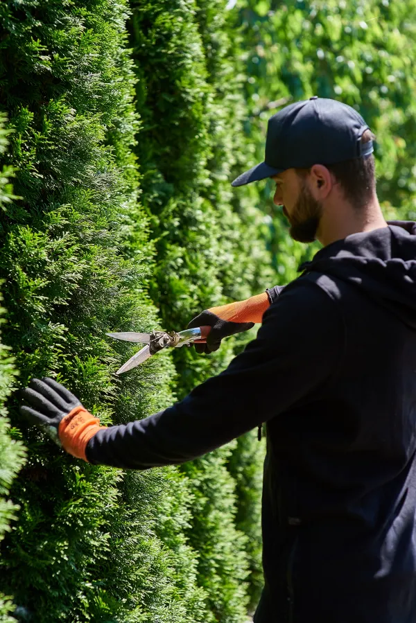 Man gardener in gloves with garden shears cutting a hedge in the garden. trimming arborvitae hedge. Profession
