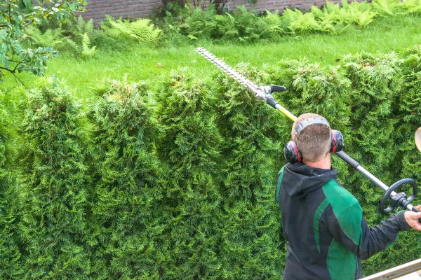 Hedge trimming, works in a garden. Professional gardener with a professional garden tools at work.
