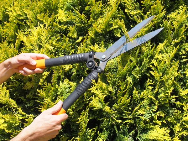Man Gardener trimming hedge with garden shears