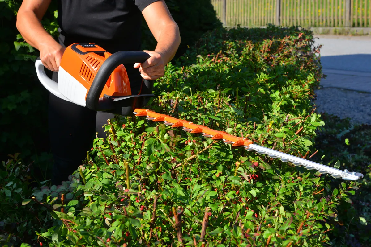 Reneval Pruning of a Garden Hedge of Barberry by a Lithium Ion Accumulator Hedge Trimmer