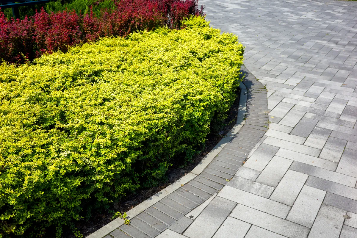 evergreen trees and shrubs with a flower bed in a landscaped recreation park with juniper and barberry bushes along a tiled walkway