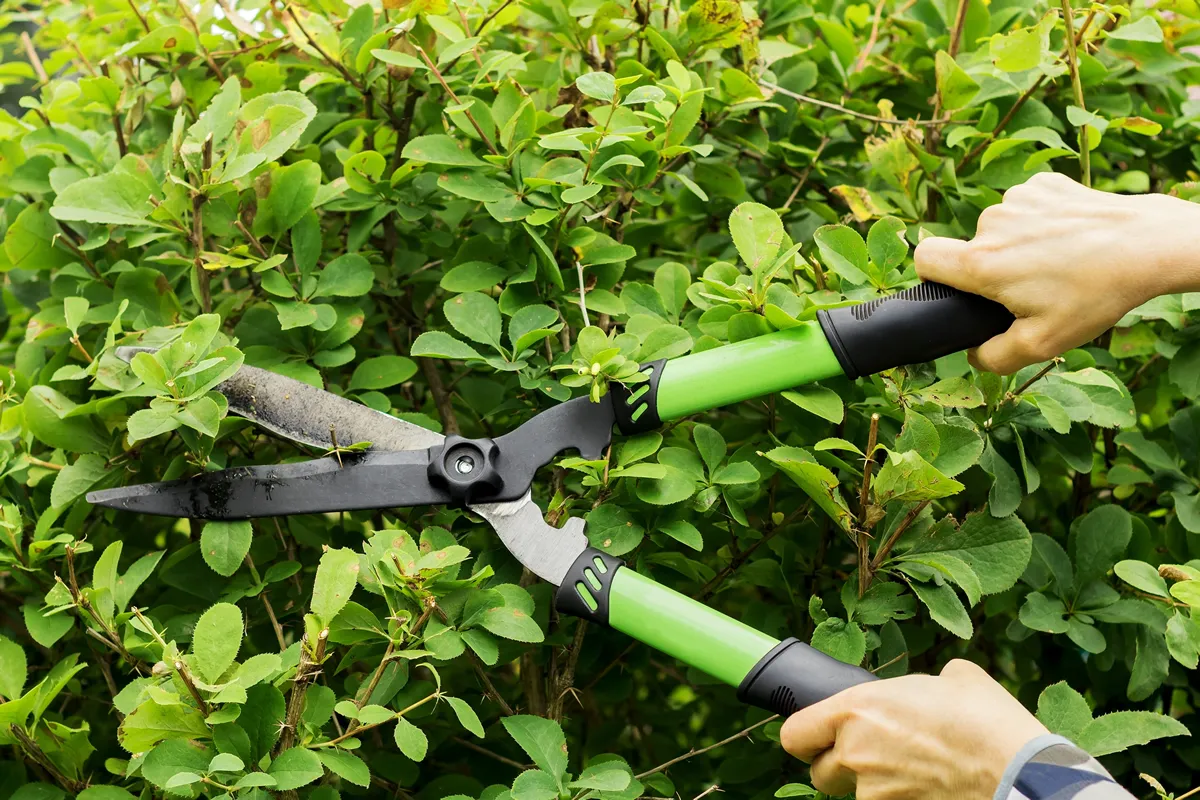 In women's hands, large garden shears cut a barberry bush to shape the crown.
