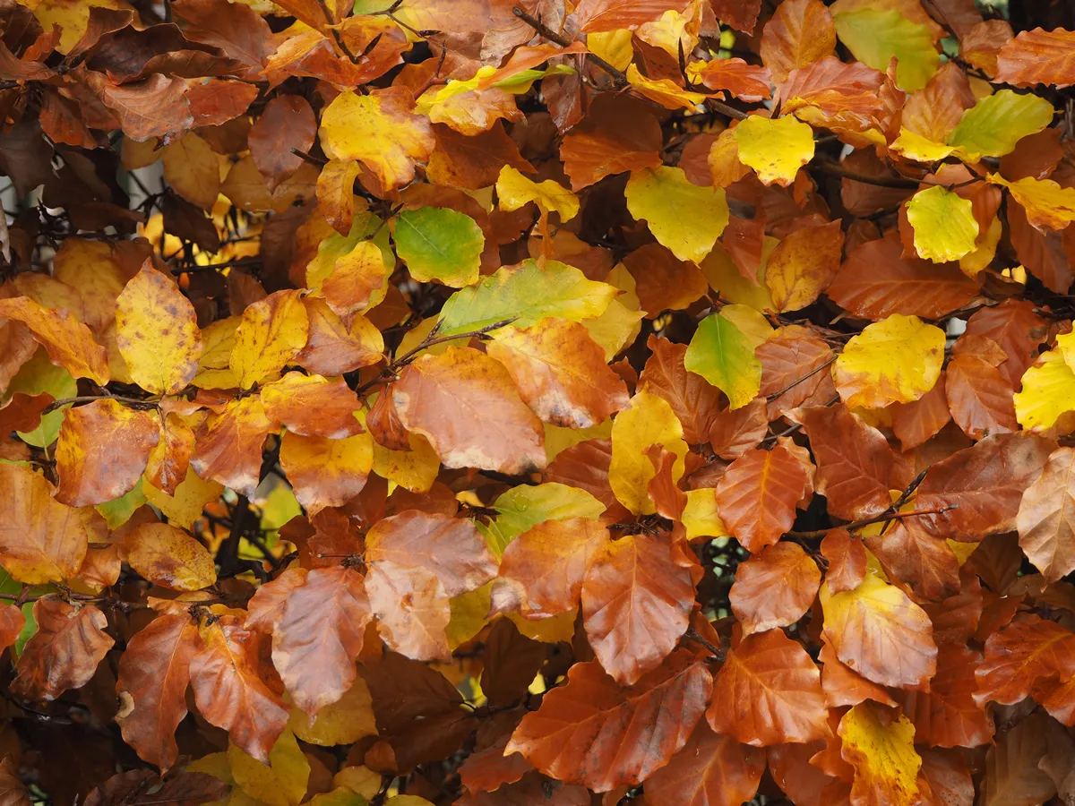 Autumn Copper Beech Hedge Leaves Turning Brown Fall Color Changes