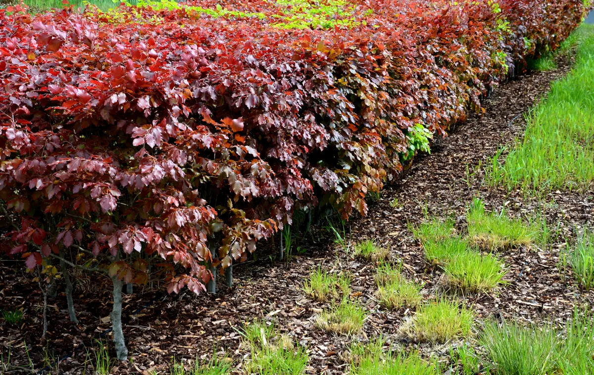 hedge of red and green beech in combination with ornamental grasses. Lush green alternates with deep red foliage in early spring. view from the mountain and from the side in the park