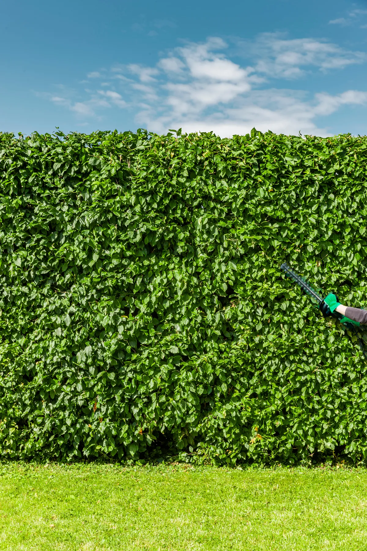 Trimming a green beech hedge