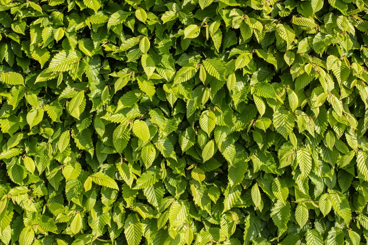 close-up of a beech hedge in sunlight with lush foliage