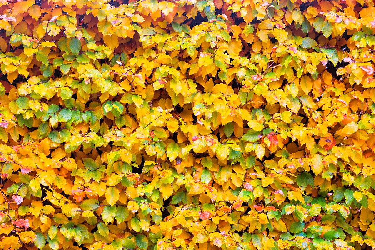 Background of beech leaves of a beech hedge in autumn colours