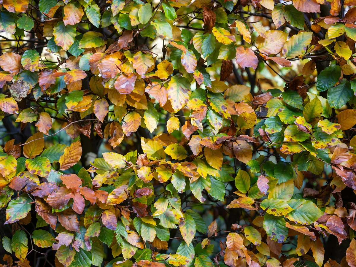 pattern of beech hedge leaves with bright colorful autumn colors in the fall