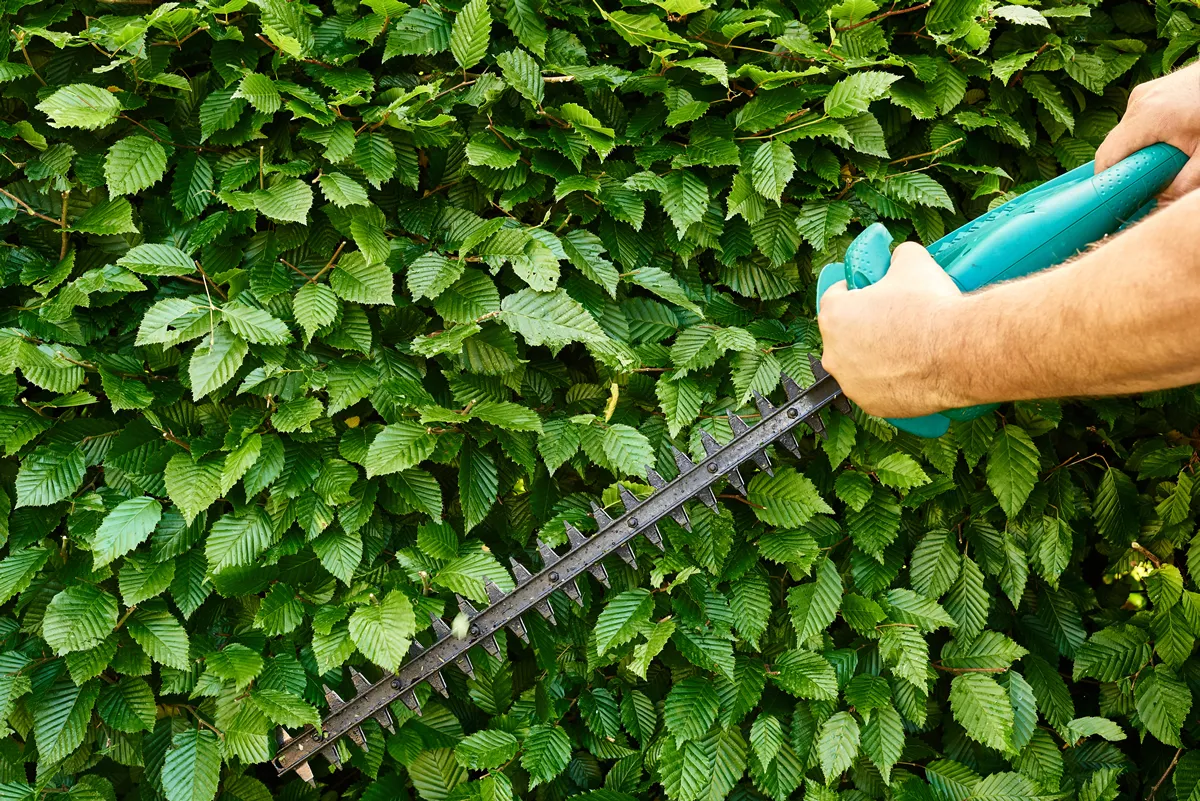 Cutting a hedge, gardening