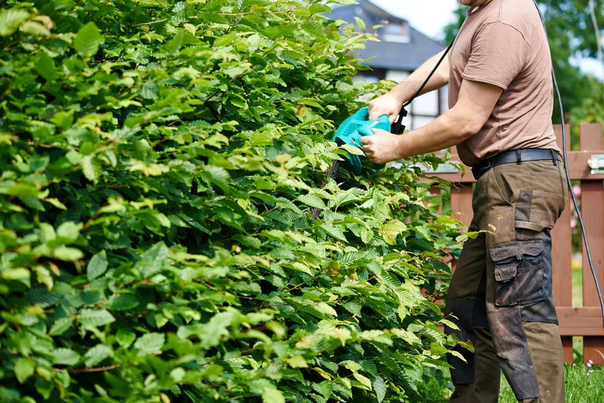 Cutting a hedge with electrical hedge trimmer