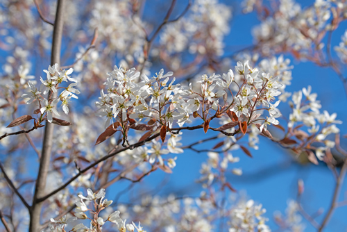 Bloosoms of the rock pear, Amelanchier lamarckii, in a close-up