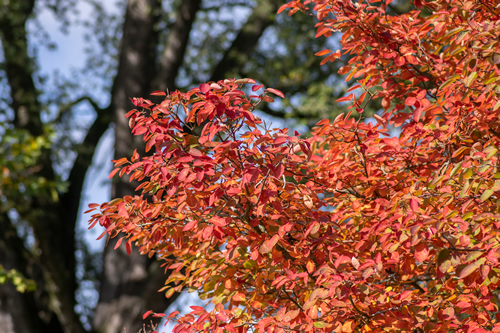 amelanchier lamarckii shadbush autumnal shrub branches full of beautiful bright red orange yellow leaves in sunlight