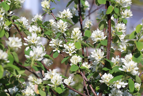 Blooming Saskatoon berry in sunny April