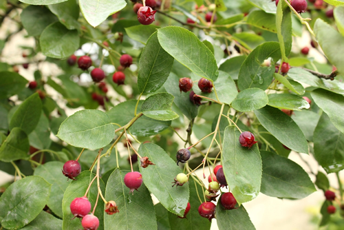 Serviceberry / Juneberry shrub close up with edible ripe and unripe healthy juicy fruits hanging down in bunches on a green leaves background in a home garden