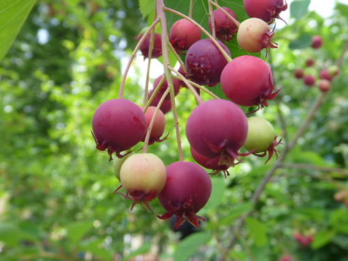 fresh red rape berries on a serviceberry tree
