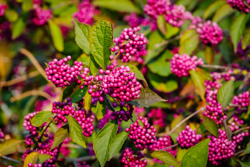 Callicarpa bodinieri ( beautyberry Lamiaceae or Bodinier's beauty berry, American beautyberry, Callicarpa americana) ) purple berries in the fall with green leaves