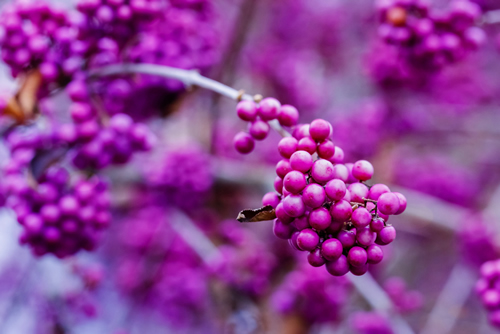 Callicarpa bodinieri or beautyberry Lamiaceae ( Bodinier's beauty berry, American beautyberry, Callicarpa americana) purple berries in winter garden