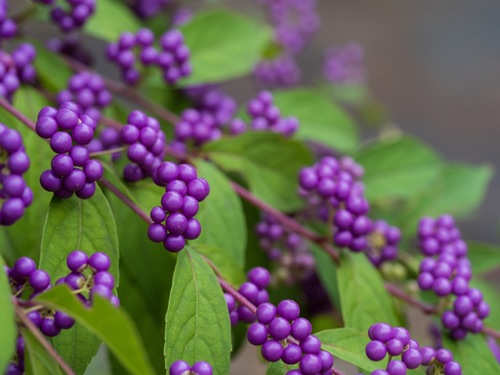 Japanese beautyberry in the Japanese autumn forest