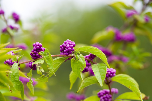 Fruits are growing on Japanese beautyberry. Scientific name is Callicarpa dichotoma.