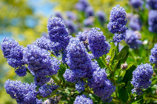 Californian Lilac flowering in the spring