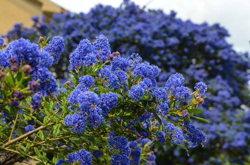 Decorative ceanothus tree growing in garden. A close up of blooming Ceanothus flowers. Bees feeding and collecting nectar on flower.Blue flowers blooming in spring. Ceanothus Dark Star. California lilac