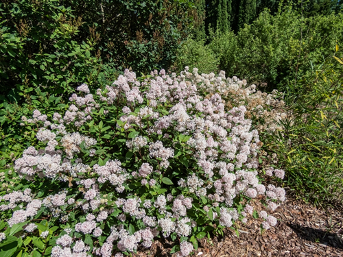 Jersey tea ceanothus, red root, mountain sweet or wild snowball (Ceanothus americanus) having thin branches flowering with white flowers in clumpy inflorescences in the garden in summer