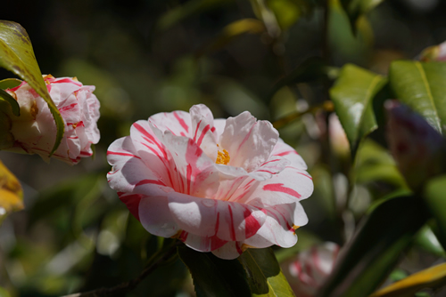 Variegated, Pink and White Flower of Camellia in Full Bloom