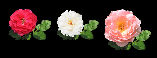 Rose isolated in black background, no shadow with clipping path, pastel rose flower
