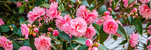 Pink Camellia japonica Spring Festival flowers. Banner. Camellia bloom on Bush in the garden, close up. Banner.
