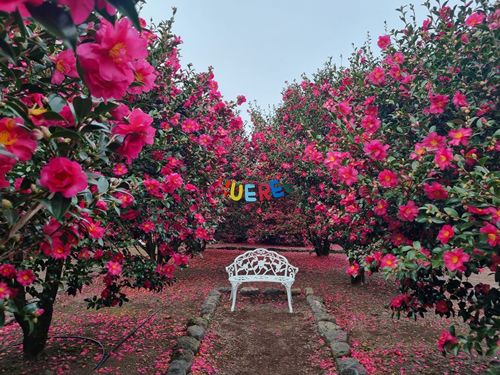 Camellia flowers in Hueri, Jeju Island
