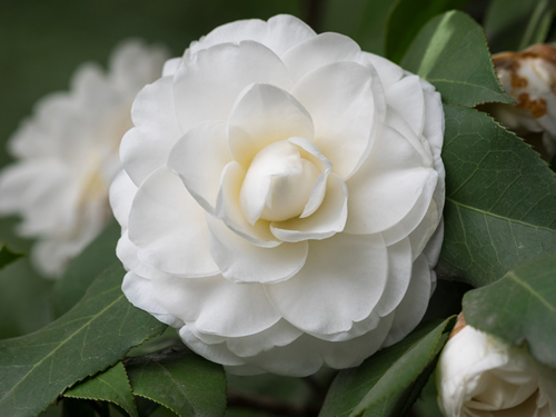 Blossoms of white camellia, Camellia japonica