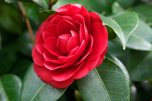 Ð¡lose-up of red flower of camellia japonica growing in green leaves.