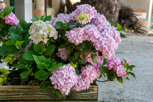 Bright, decorative, tender hydrangea grows close-up on a flower pot on an summer sunny day
