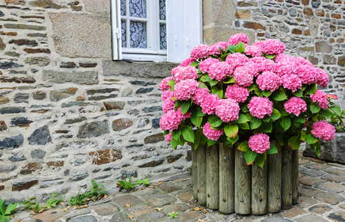 Pink hydrangea bush in wooden pot outside the old stone house under the window with lace curtain and metal shutters. Dol de Bretagne, Brittany, France.