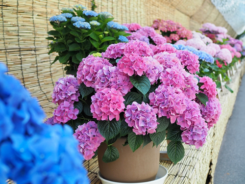 Hydrangeas flower pot, Pink colour hydrangeas
