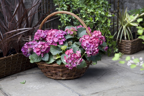 Red, burgundy hydrangea inflorescences in a wicker basket on a garden path as a decoration