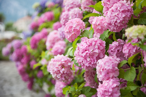 Hydrangea is pink, blue, lilac, violet, purple flowers are blooming in spring and summer at sunset in town garden