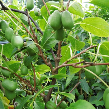 Kiwi Actinidia arguta Issai Deciduous Hardy Climbing Fruit Shrub | 9cm Pots