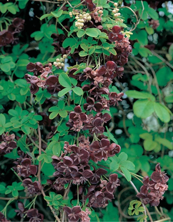 Akebia Quinata, Hardy Perennial Shrub, Chocolate Vine, Flowering Climber