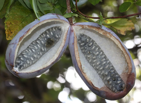 Akebia quinata fruits seed pod