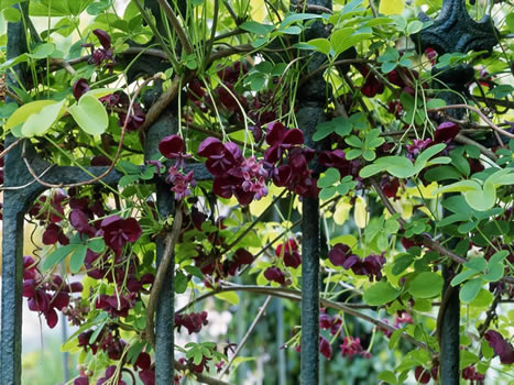 akebia quinata chocolate vine growing around railings