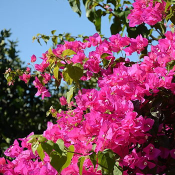 Everything You Need to Know About Bougainvillea in the UK | Pruning.garden