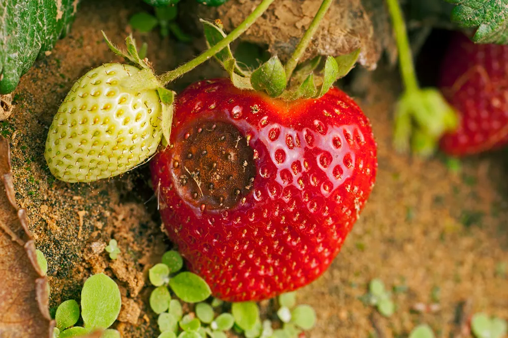 Anthracnose disease affecting a ripe strawberry fruit