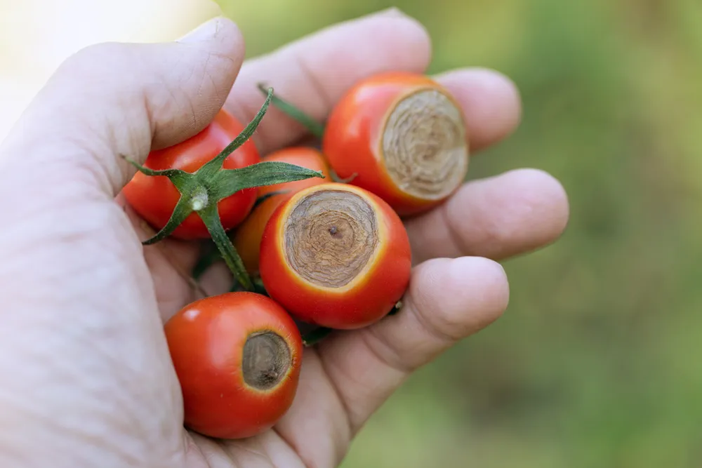 Sick Cherry tomatoes affected by disease vertex rot