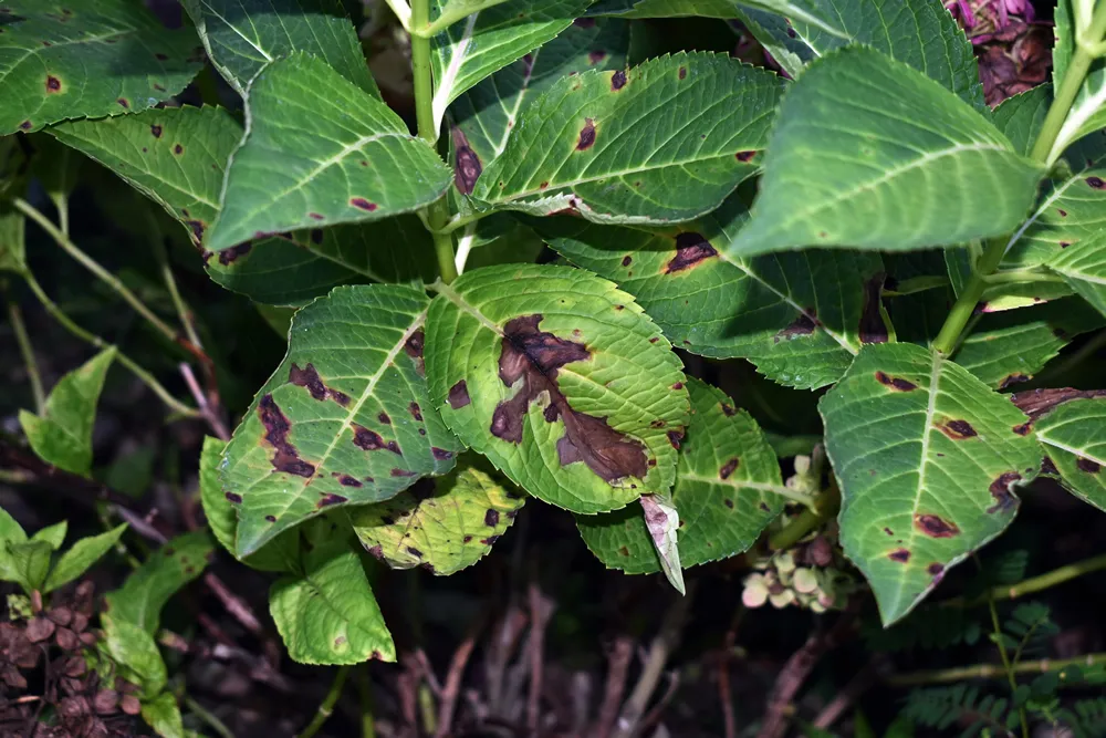Anthracnose disease of hydrangea caused by a fungus (Colletotrichum).The symptoms of disease are zonate brown spots on leaves and flowers surfaces.