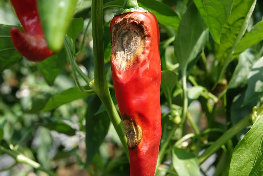 Red pepper anthracnose disease symptoms