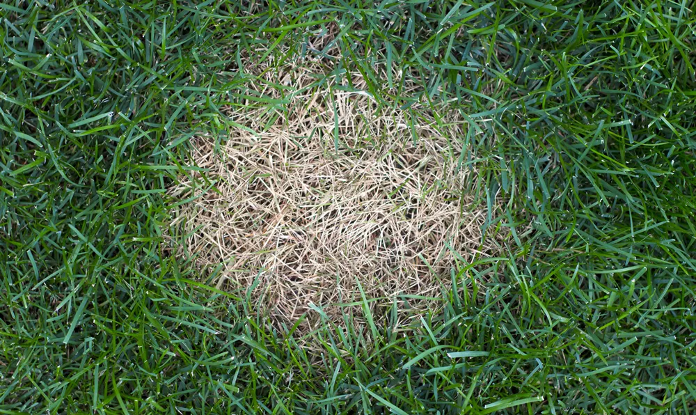 Anthracnose lawn, death of small areas of turf.