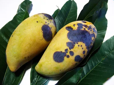 Post harvest disease(anthracnose) on the ripe mango fruits caused by the fungus.