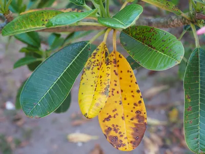 Anthracnose on plumeria leaf in the garden.